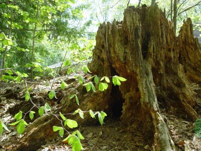 Tree Stump Removal Service by Brackenbox in Atlanta, GA