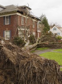 why you shouldn’t ignore damaged trees
