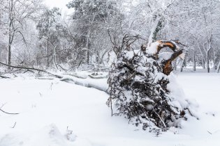 Tree insurance protects you from unexpected costs caused by tree damage