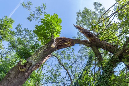 Tree Treatment After Storm Damage in Atlanta, GA