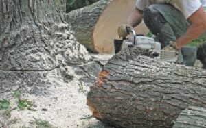 Tree removal services by AKA Tree Service in Atlanta GA and Nashville TN areas.