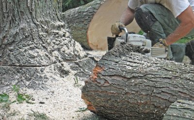 tree removal services near Decatur
