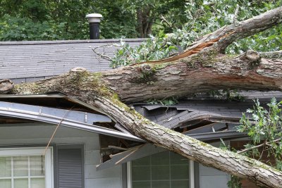 need for emergency tree removal in Atlanta