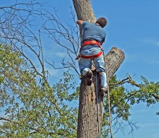 Certified Arborist for Tree Treatment in Altanta, GA