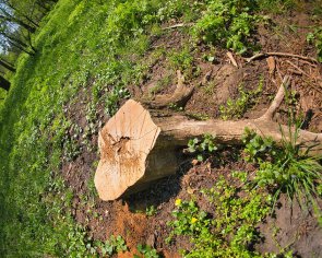 tips for staying safe when your arborist is removing a tree