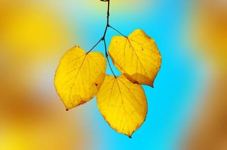 yellow leaves tree