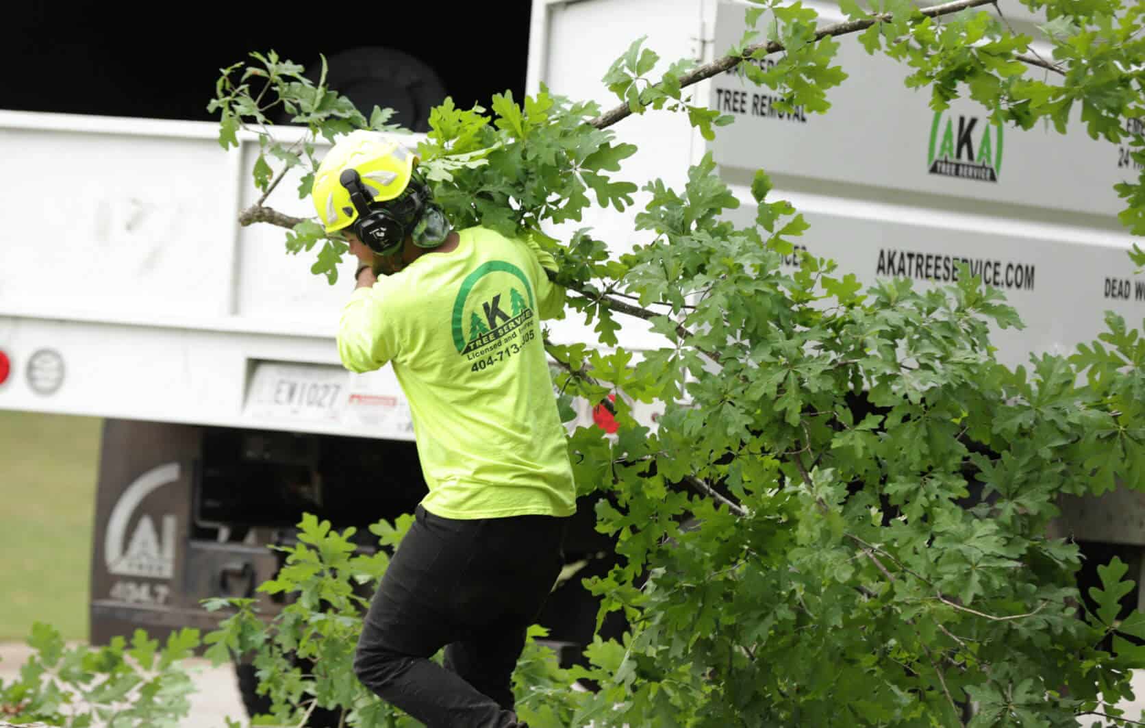 Tree Trimming & Removal Company | Affordable Emergency Tree Services