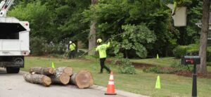 Tree removal by AKA Tree Service ISA-certified arborists in Atlanta GA and Nashville TN