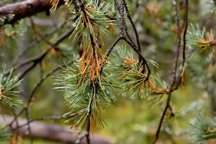 Common tree pests and diseases in Atlanta GA and Nashville TN | AKA Tree Service