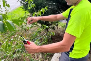 Arborist pruning a tree branch in Atlanta GA and Nashville TN by AKA Tree Service