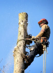 Tree removal services by AKA Tree Service in Atlanta GA and Nashville TN
