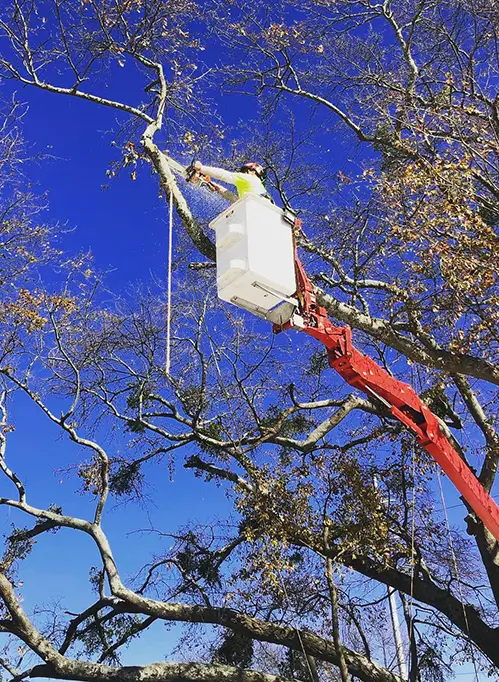 Contractor tree solutions by AKA Tree Service in Atlanta GA and Nashville TN