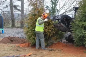 Tree Risk assessments by AKA Tree Service in Atlanta GA and Nashville TN