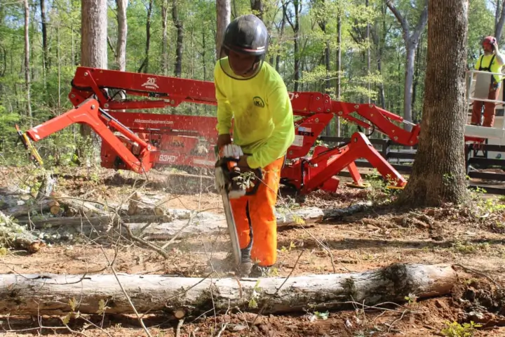 An AKA Tree Service employee wearing safety equipment while cutting a tree.