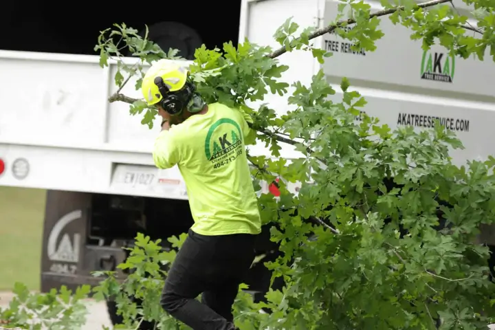 Tree service specialist