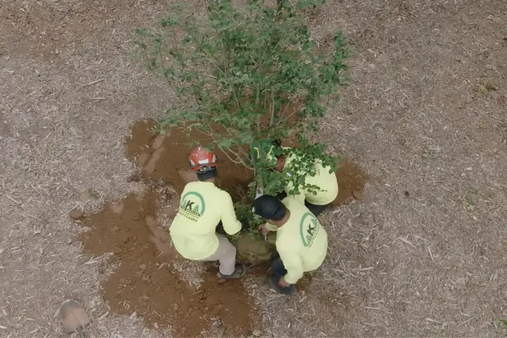 Tree planting by AKA Tree Service in Atlanta GA and Nashville TN