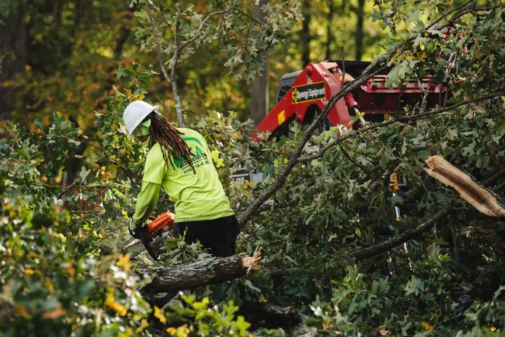 Tree removal services by AKA Tree Service in Atlanta GA and Nashville TN