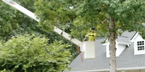 Proper tree trimming and pruning done by the certified arborists with AKA Tree Service for Atlanta GA and Nashville TN areas.