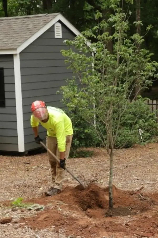 Ideal tree planting by AKA Tree Service in Atlanta GA and Nashville TN