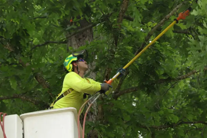Tree arborists pruning several tree branches in Atlanta GA and Nashville TN by AKA Tree Service