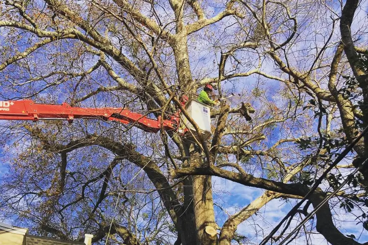 Winter tree care by AKA Tree Service in Atlanta GA and Nashville TN
