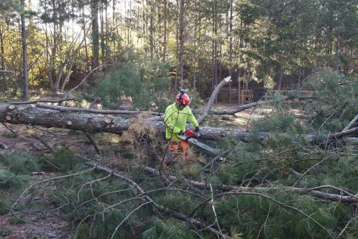 Woodland management by AKA Tree Service in Atlanta GA and Nashville TN