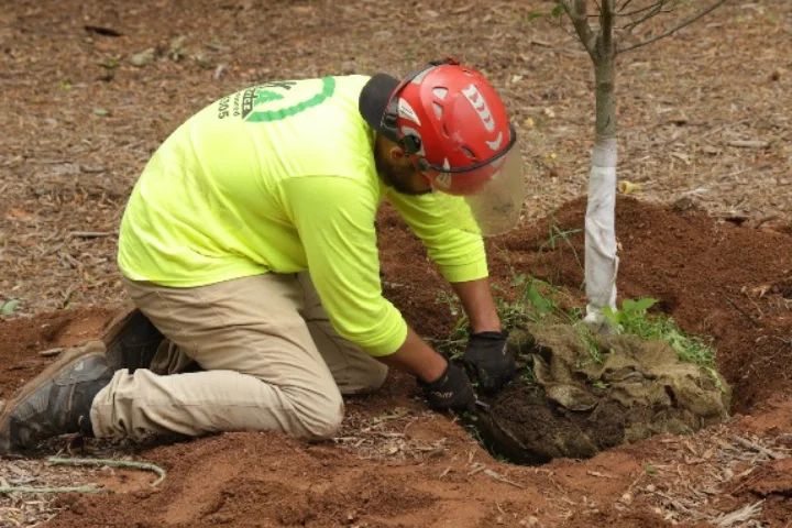Tree & plant health care services by AKA Tree Service in Atlanta GA and Nashville TN