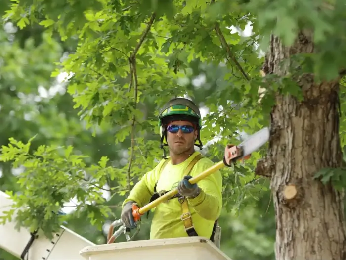 Local arborist in Atlanta GA and Nashville TN | AKA Tree Service