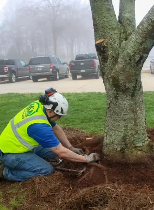 Tree health care by AKA Tree Service in Atlanta GA and Nashville TN