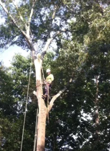 Trust AKA Tree Service to safely trim the trees on your property in Atlanta GA.
