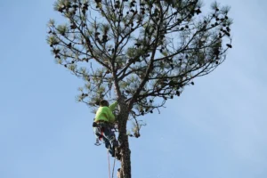 ISA-certified arborists with AKA Tree Service expertly treating a tree in the Atlanta GA area.