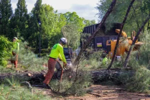 AKA Tree Service removing trees from a property in Atlanta GA.