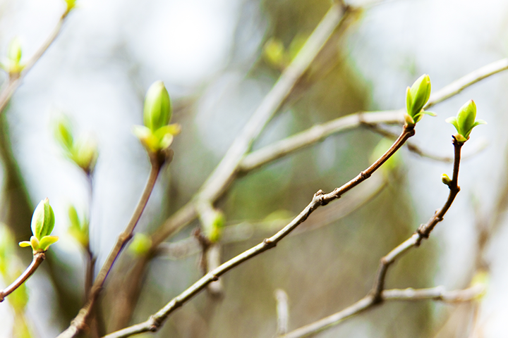 Preparing Your Trees for Spring by AKA Tree Service in Atlanta GA and Nashville TN