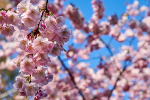 Flowering Trees by AKA Tree Service in Atlanta GA and Nashville TN