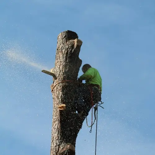Tree removal services in Central Georgia and Nashville TN