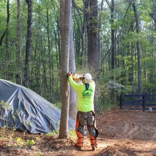 Professional tree care services by certified arborists in Central Georgia and Nashville TN