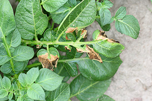 close up of plant leaves stricken Phytophthora (Phytophthora Infestans), a seasonal southeast tree disease