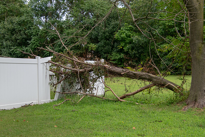 Hazardous tree in Atlanta GA that was too close to fence; what should you do about dead or dying trees before they fall?