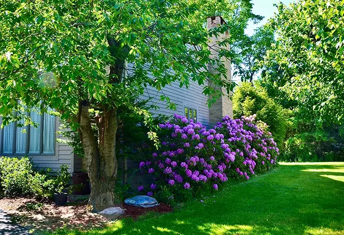 Tree fertilization after winter.