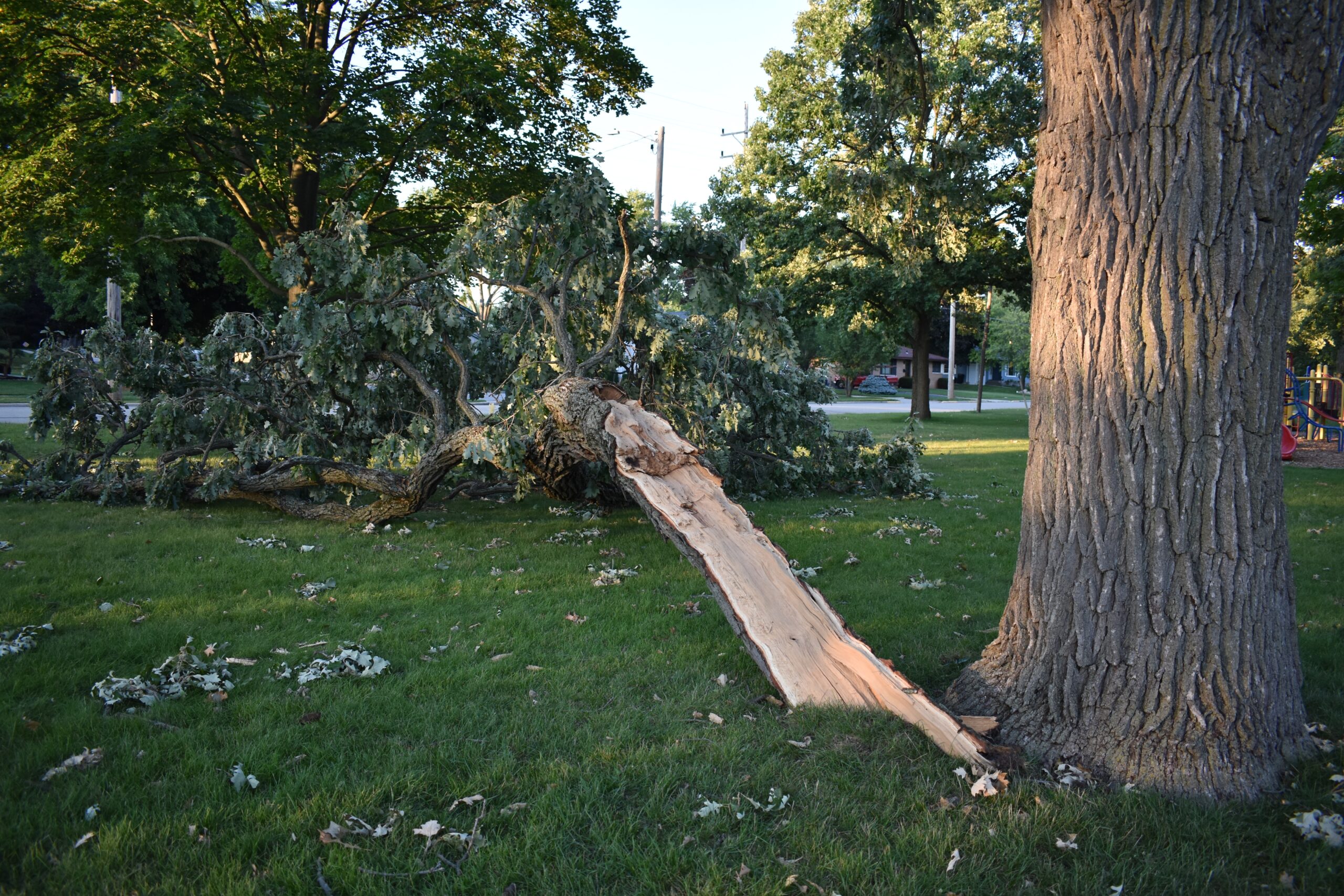 A large tree branch broken and fallen over on a Georgia lawn